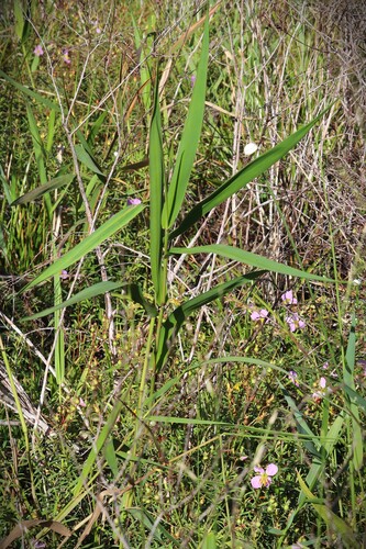 Panicum hemitomon observed 2026-10-18