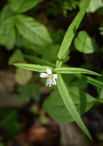 Image of Pseudostellaria sylvatica by (c) Repina Tatyana, some rights reserved (CC BY)