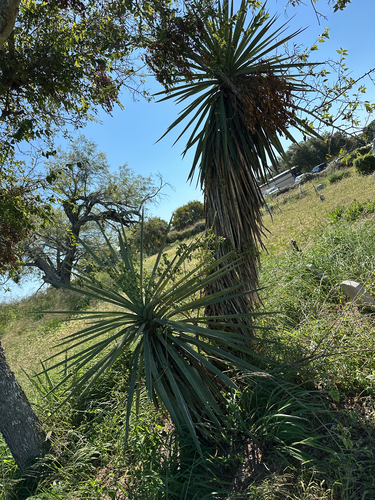 Spanish dagger