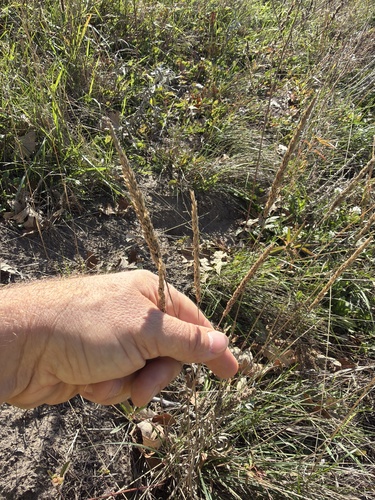 Koeleria macrantha observed 2026-10-20