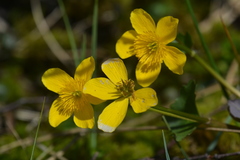 Caltha palustris