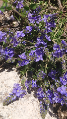 Veronica orientalis