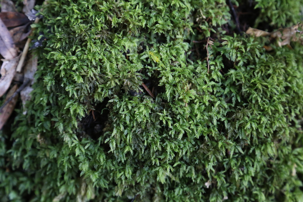 Rhizogonium