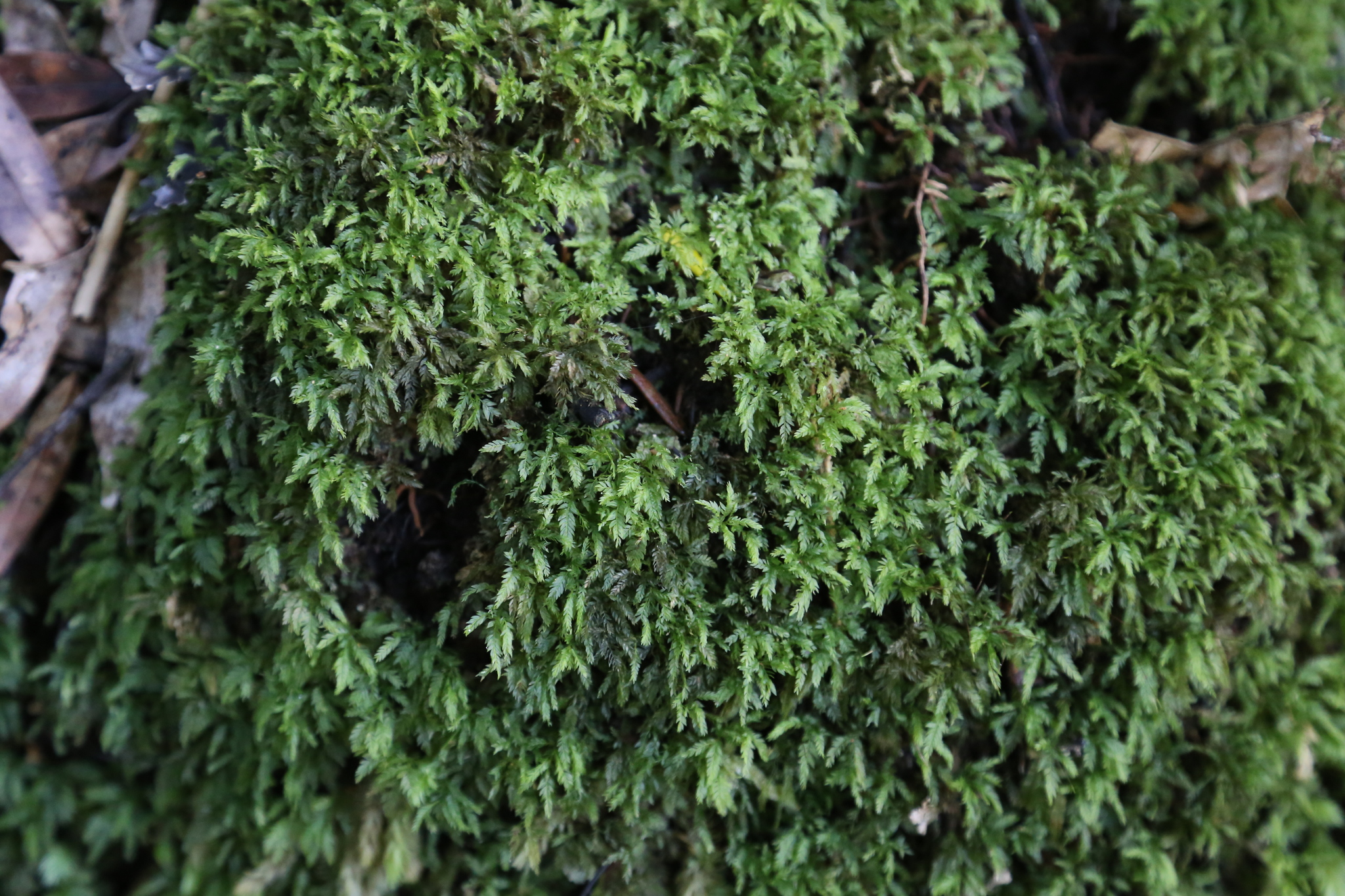 Rhizogonium