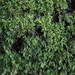 Rhizogonium - Photo (c) Clinton Duffy, some rights reserved (CC BY-NC), uploaded by Clinton Duffy