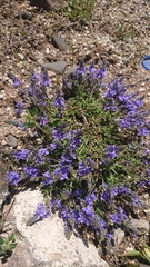 Veronica orientalis