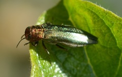 Agrilus viridis