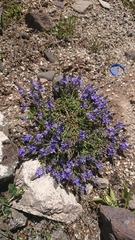 Veronica orientalis