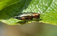 Agrilus viridis