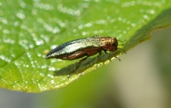 Agrilus viridis