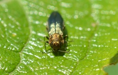 Agrilus viridis