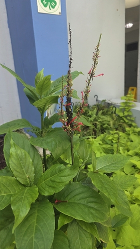 Odontonema cuspidatum observed 2026-10-20