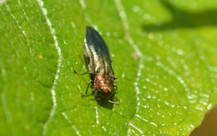 Agrilus viridis