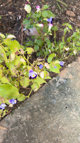 Torenia fournieri observed 2026-10-20