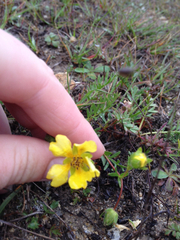 Potentilla hickmanii