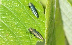 Agrilus viridis