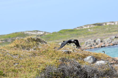 iNaturalist image
