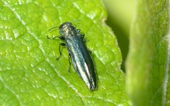 Agrilus viridis
