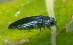 Agrilus viridis
