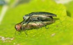 Agrilus viridis