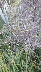 Coprosma propinqua propinqua