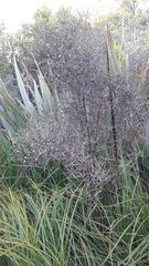 Coprosma propinqua propinqua