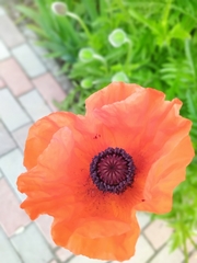 Papaver orientale