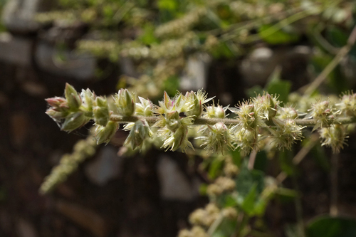 Pupalia lappacea, 2026-10-07