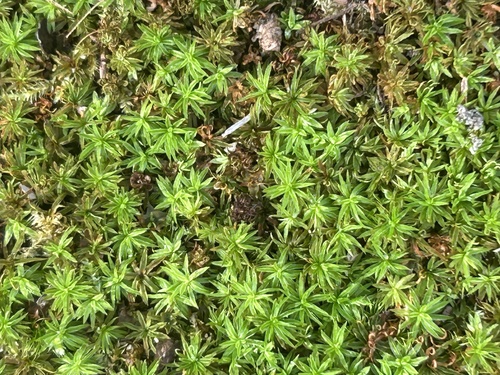 Atrichum angustatum observed 2026-10-16