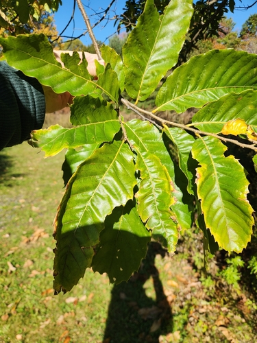 Castanea mollissima observed 2026-10-20