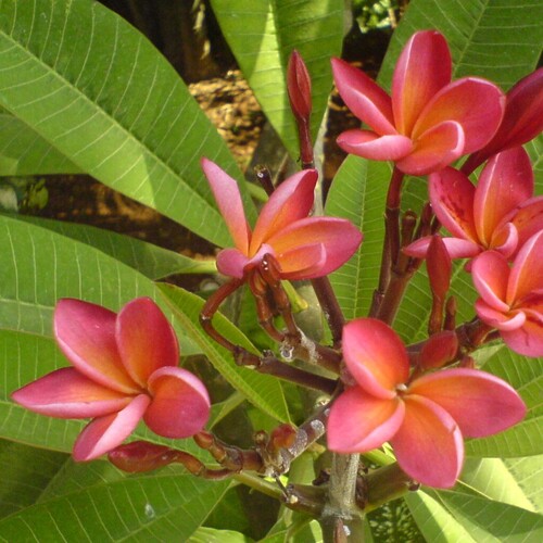 Plumeria rubra 'Mermaid Gem'... cultivar of Plumeria rubra forma rubra