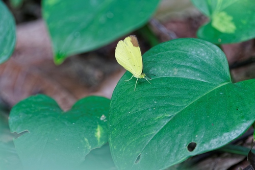 Eurema sari