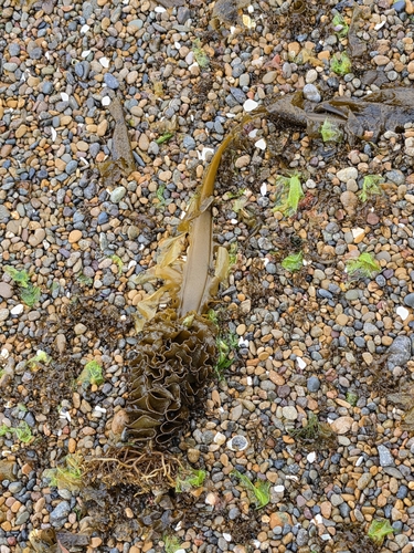 Undaria pinnatifida observed 2026-10-20