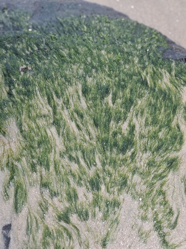 Ulva flexuosa observed 2026-10-14