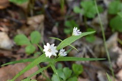 Pseudostellaria sylvatica