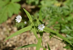 Pseudostellaria sylvatica