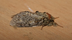 Peridea anceps