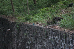 Todiramphus chloris