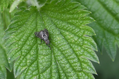 Platystoma seminationis