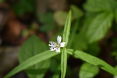 Pseudostellaria sylvatica