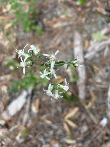 Sericocarpus tortifolius, 2026-10-19