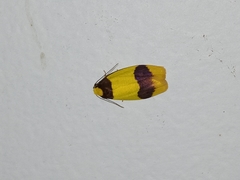 Heterallactis microchrysa