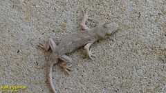 Gekko japonicus