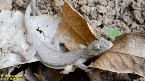 Japanese Giant Gecko