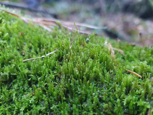 Neoorthocaulis attenuatus observed 2026-10-20