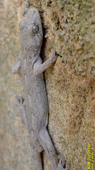 Gekko japonicus