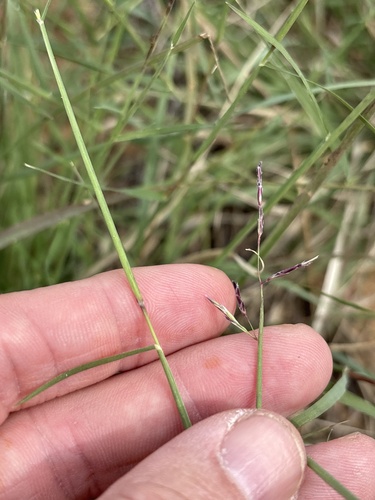 Purple Sandgrass