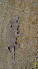 Gekko japonicus
