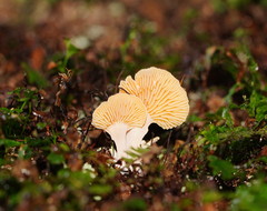 Panellus ligulatus
