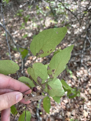 netleaf hackberry
